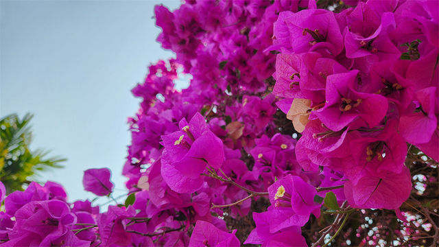 老媽的生日旅行·玩·景洪·西雙版納熱帶花卉園