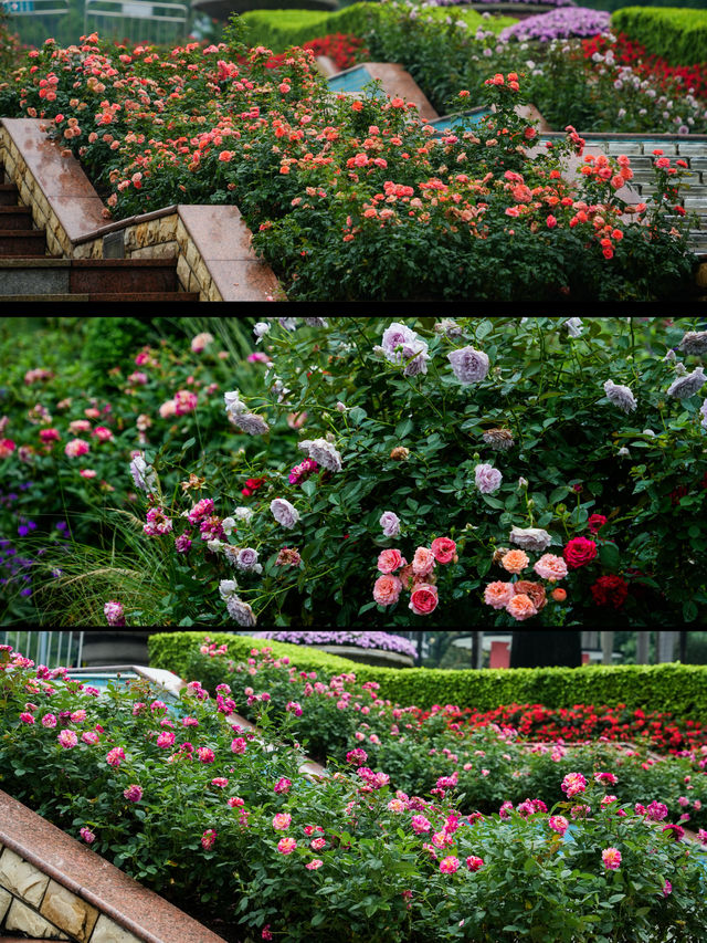 雲台公園的月季花展來啦，雨天賞花也很美