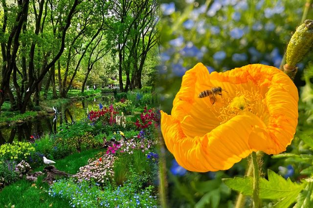 現實版莫奈花園‖上海共青森林公園 現實版莫奈花園‖上海共青森林公園