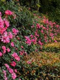 玫瑰花開夏日來