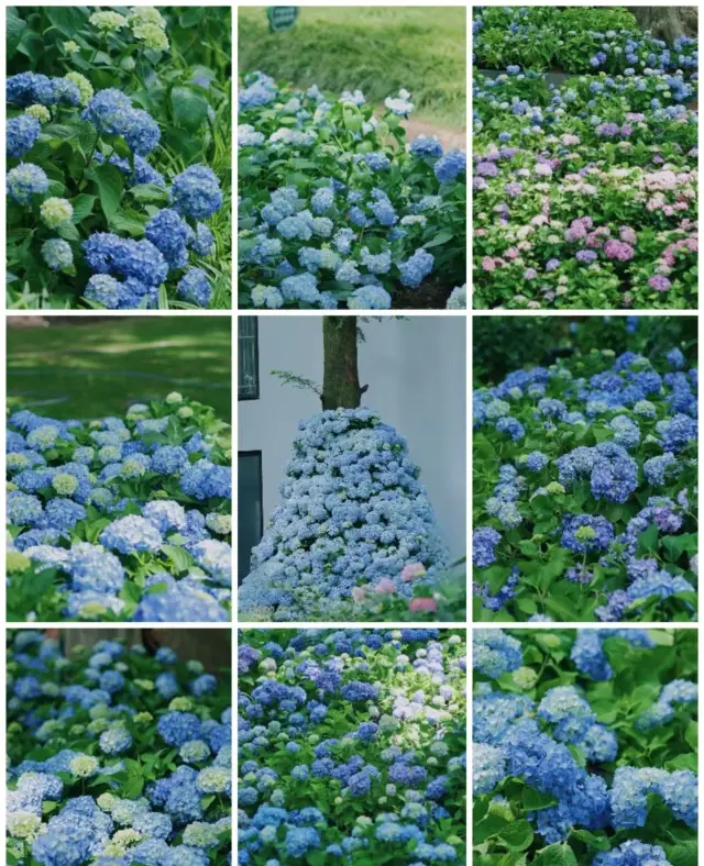The hydrangeas at Zhongshan Botanical Garden are so beautiful!