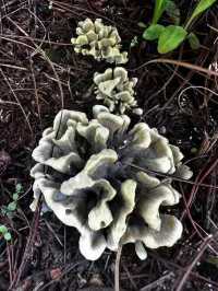 昆明周邊個本地人才知道的撿菌寶藏地