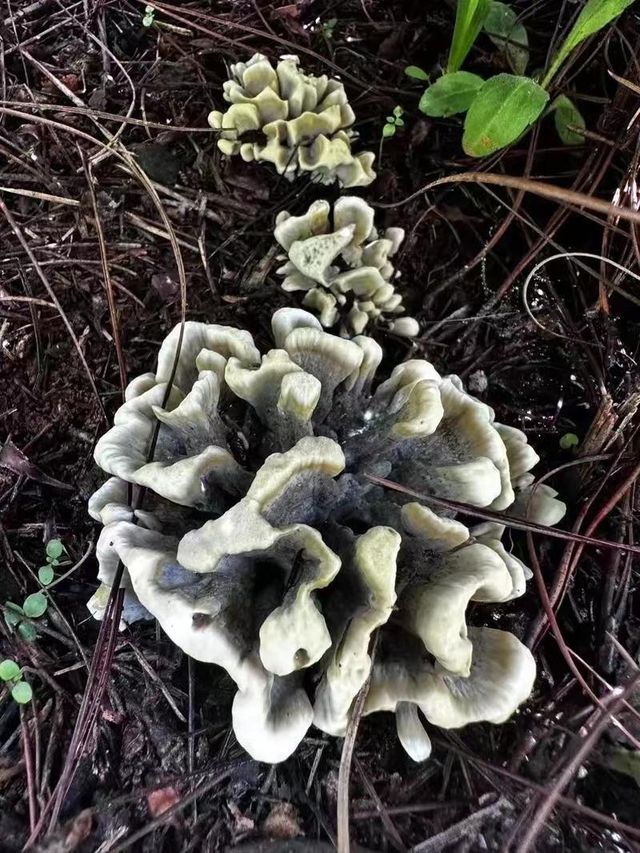 昆明周邊個本地人才知道的撿菌寶藏地