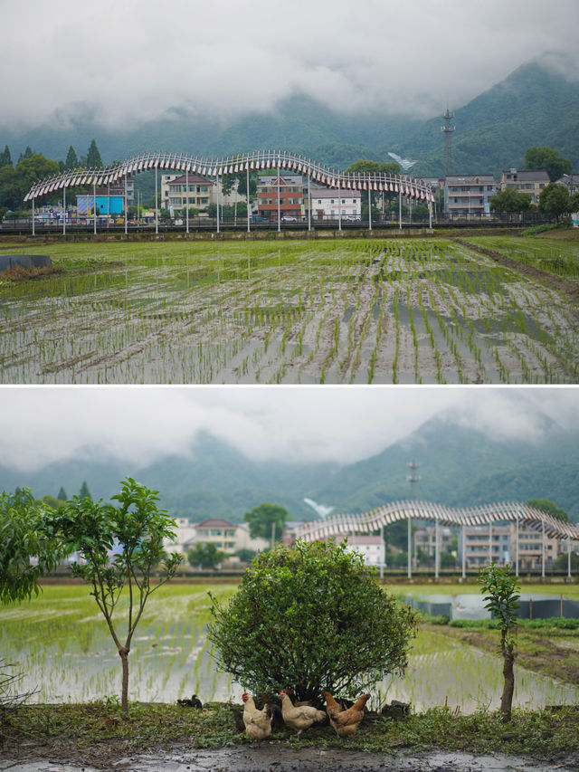 杭州梅雨季的仙境在桐庐｜天青色等烟雨，我在梅蓉村等你