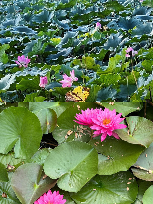 泗洪｜洪澤湖濕地