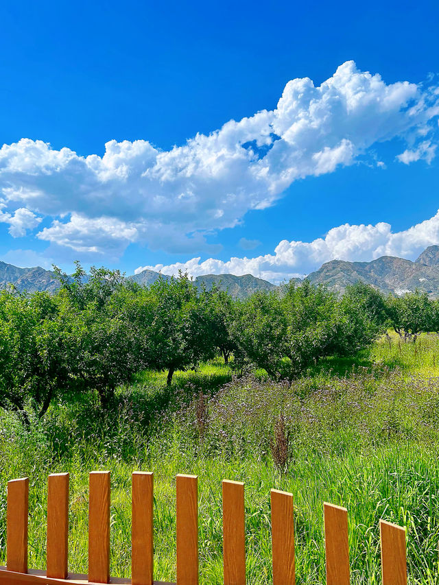 夏日的包頭土默特右旗大雁灘景區，瓜果飄香，風景如詩如畫