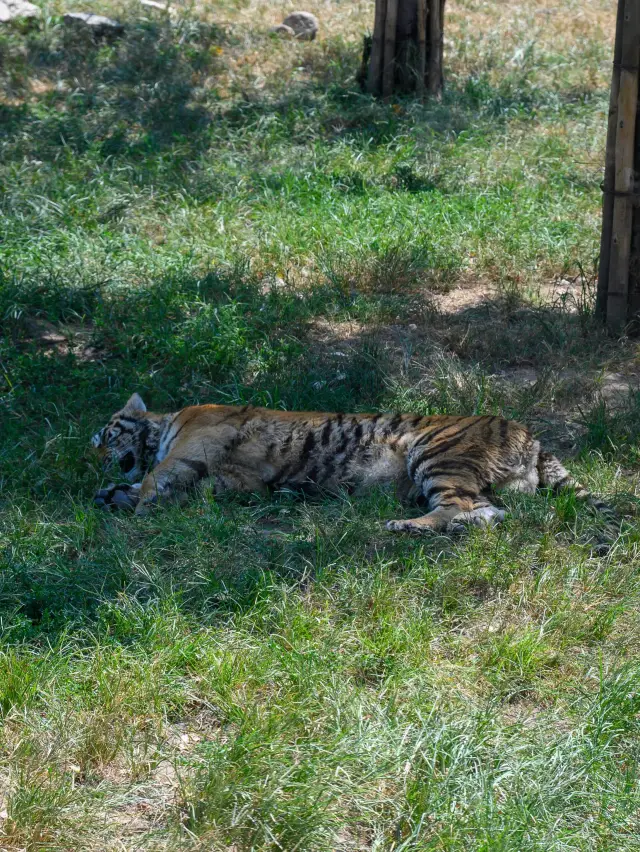 西安秦嶺野生動物園。