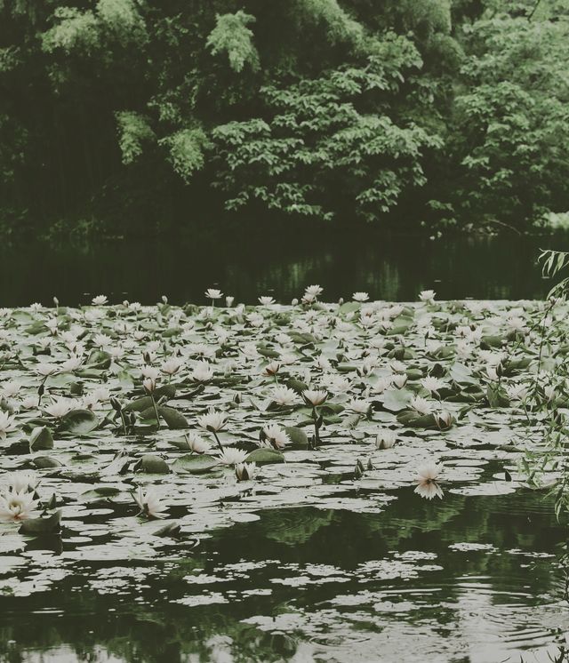 "夢迴千年，西湖之畔，揭開東方古典園林的神秘面紗"。