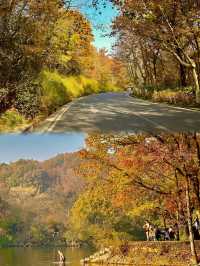 如果錯過了明孝陵的秋天,那該有多遺憾呀。