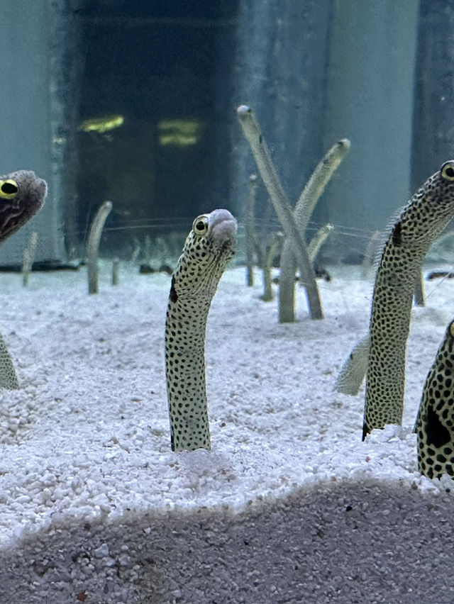 The Super Family Friendly Sumida Aquarium, The Wonders Of the Deep In Tokyo!