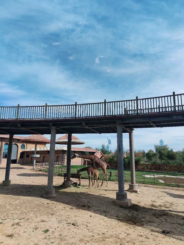 蘭州動物園，宛如一座隱藏在城市中的自然寶藏。