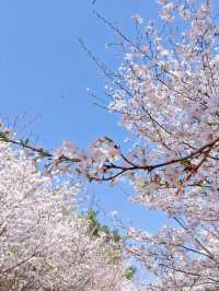 滁州鳳陽櫻花谷。