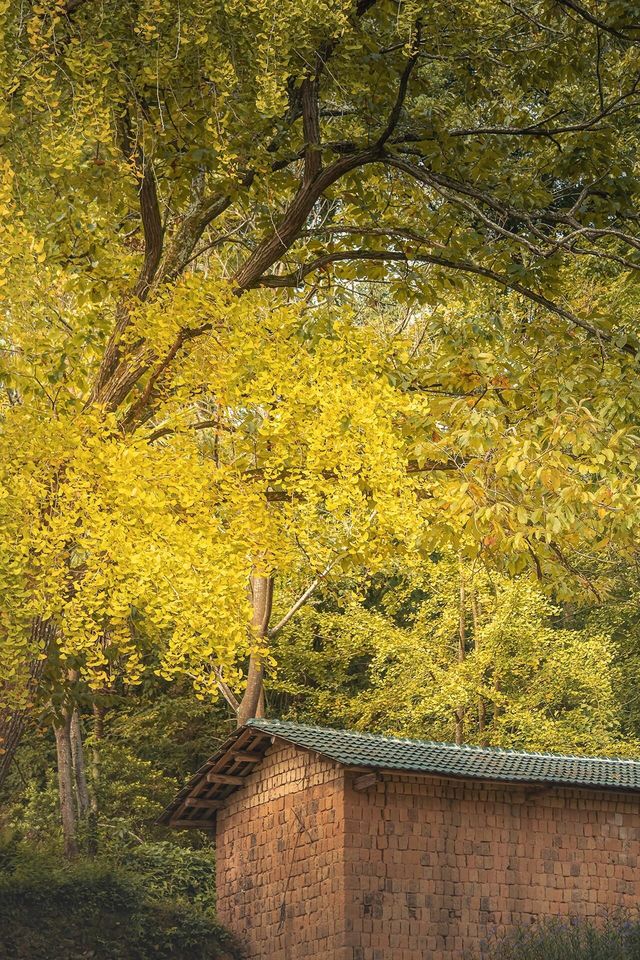 廣東賞秋——韶關南雄坪田。