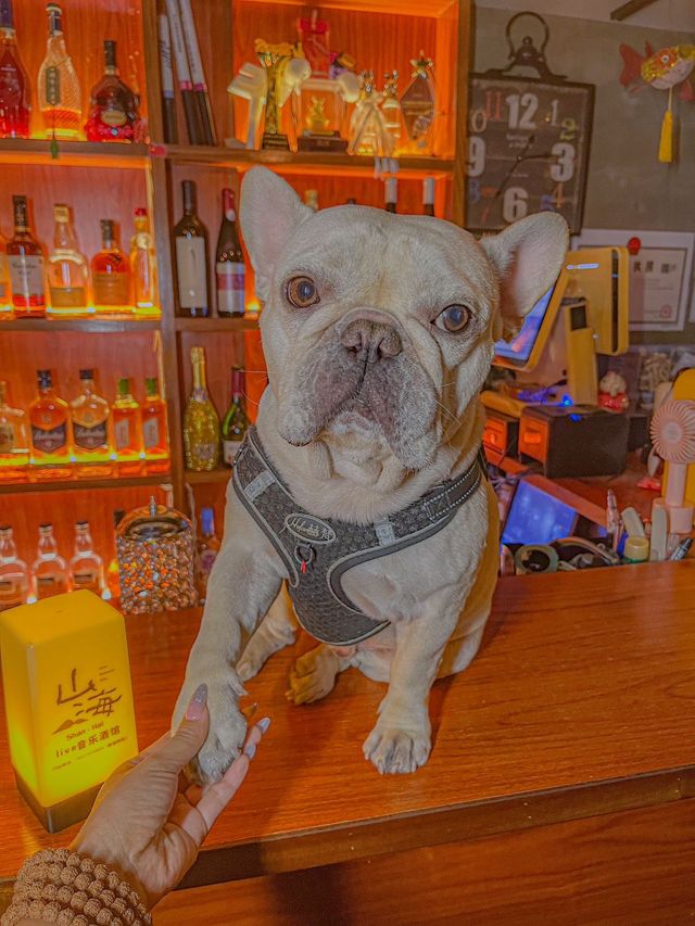 這家小酒館簡直就是我的桃花源。
