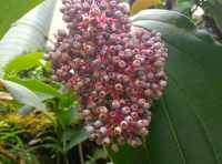The Forsgate Conservatory: Remarkable Plant Representation
