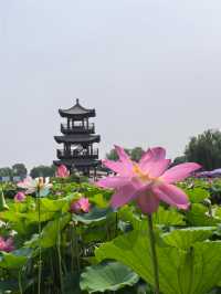 河北保定白洋淀｜感受「華北明珠」的魅力吧。