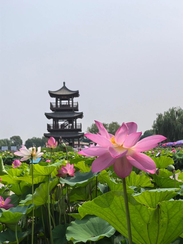 河北保定白洋淀｜感受「華北明珠」的魅力吧。