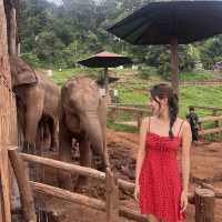 코끼리를 만날 수 있는 이색 카페 🐘☕️