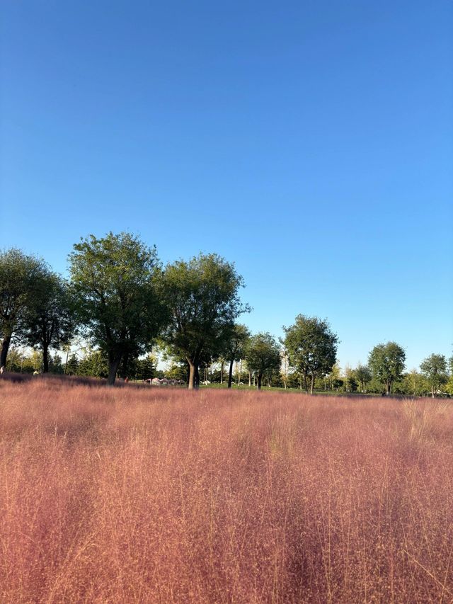 漢長安城遺址公園|規模宏大。 漢長安城遺址公園|規模宏大。