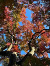 東京紅葉季｜Citywalk 賞紅葉攻略。