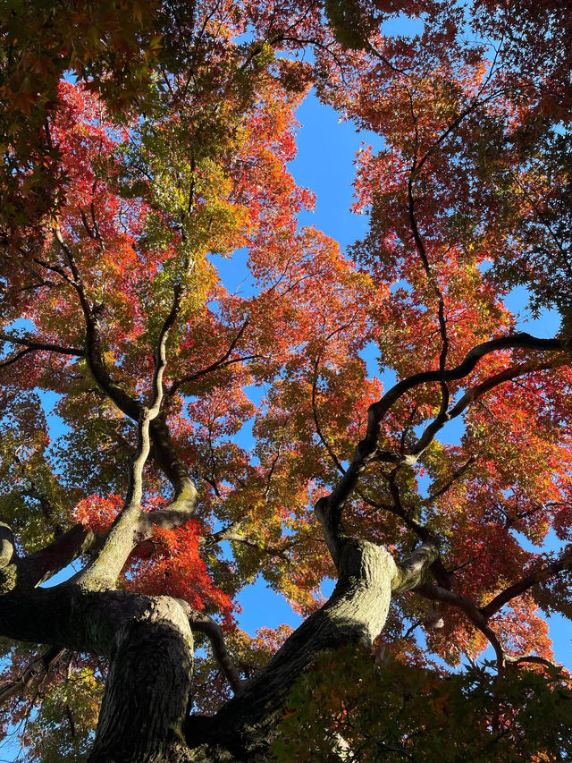 東京紅葉季｜Citywalk 賞紅葉攻略。