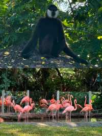 深圳｜野生動物園