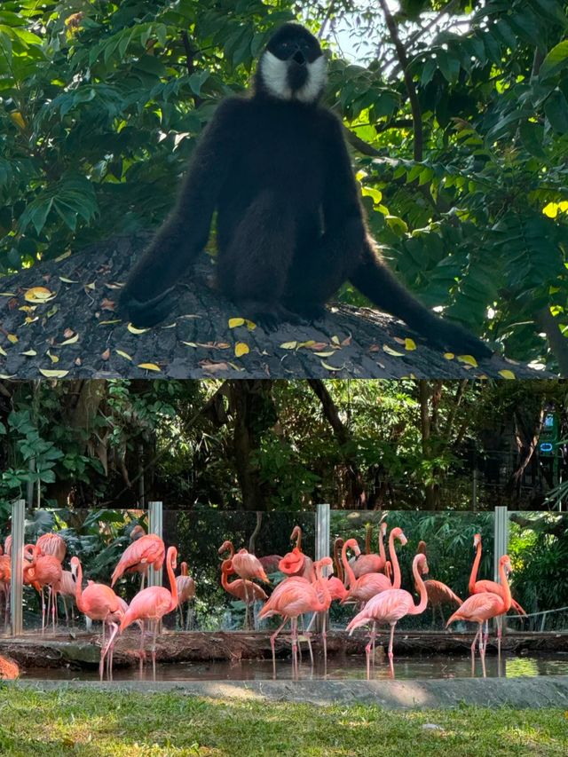 深圳｜野生動物園