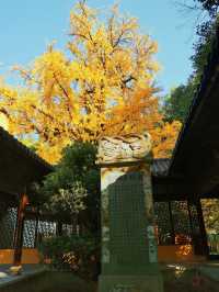 擁有千年古銀杏的能仁寺