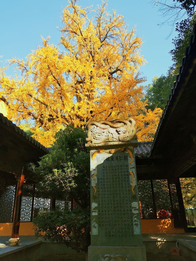 擁有千年古銀杏的能仁寺