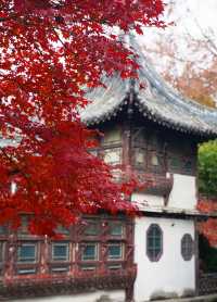 上海賞葉：桂林公園的紅葉與銀杏，12.7拍攝