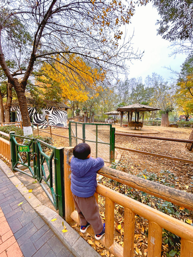 河南省內性價比最高的動物園，是這家嗎？