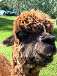 奧克蘭薰衣草農場之旅,夢幻打卡地!