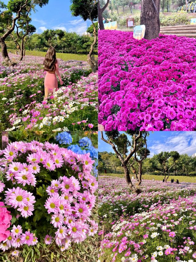 東湖公園菊花展明天開啦，12.20-1.03~