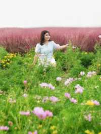 魔都覓秋｜秋意正濃邀您進入粉色花海浪漫