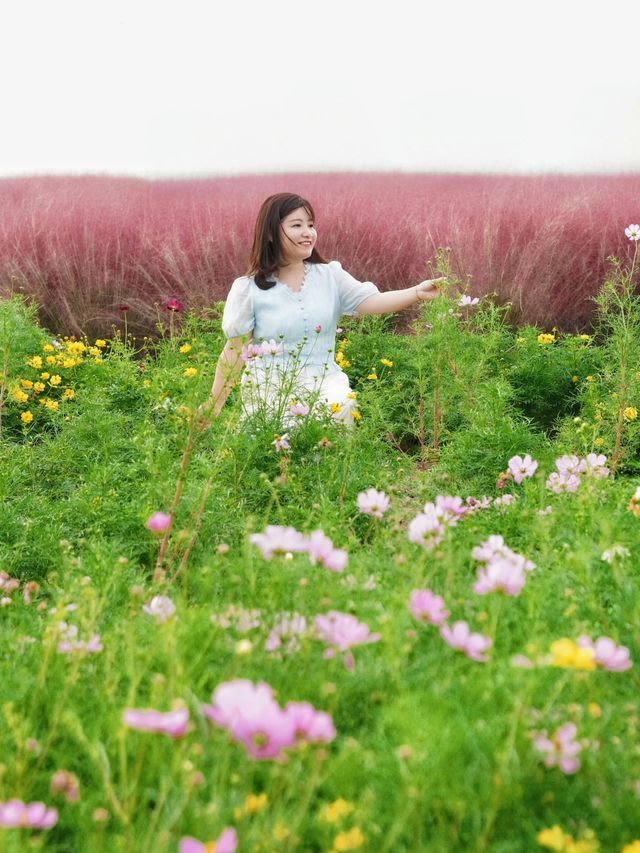 魔都覓秋｜秋意正濃邀您進入粉色花海浪漫