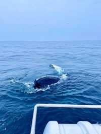 Sri Lanka Whale Shark Adventure