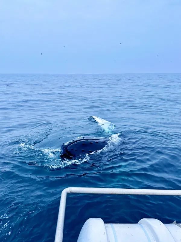 Sri Lanka Whale Shark Adventure