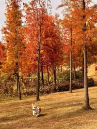 別去擠大夫山了…這裡一片落羽杉大面積紅了！