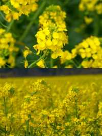 不是平坝/婺源這是離貴陽1h的賞花天堂