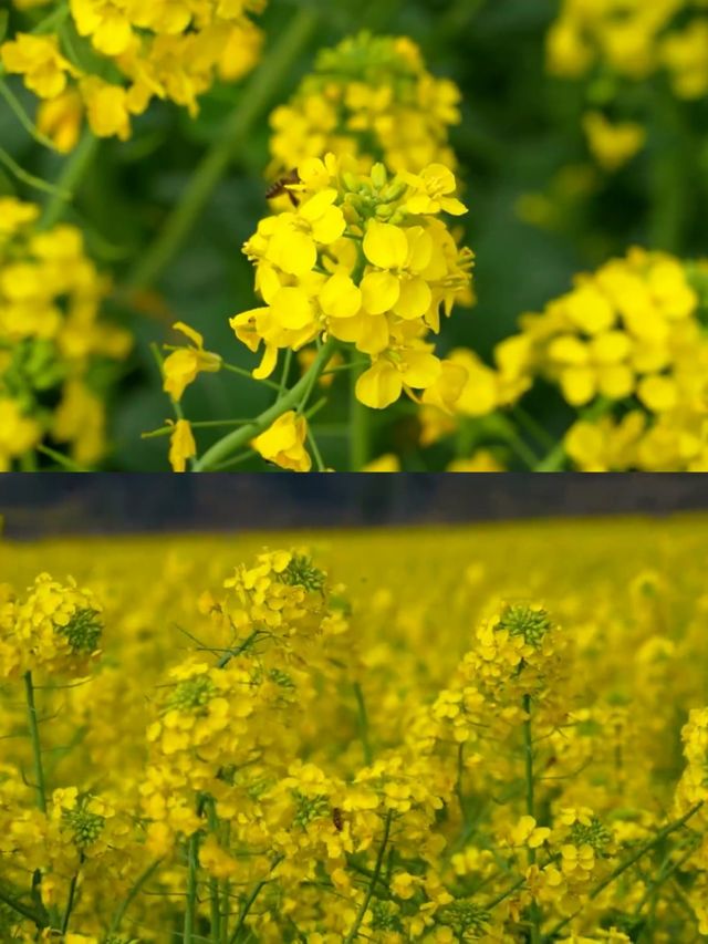 不是平坝/婺源這是離貴陽1h的賞花天堂