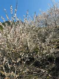 廣州從化雞枕山·白梅花海