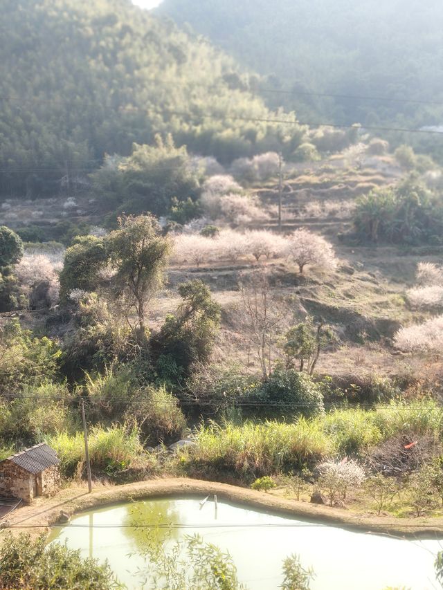 廣州絕美古村落！竹林、美食、徒步天堂！
