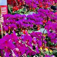 逛逛深圳2025迎春花市@羅湖愛國路花市