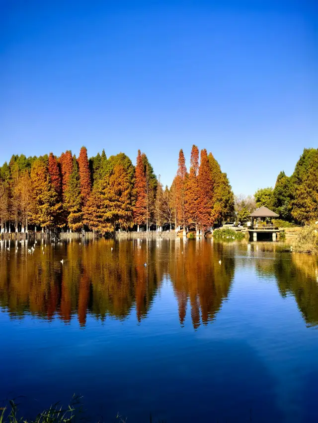 昆明嘅海鷗！餵食攻略