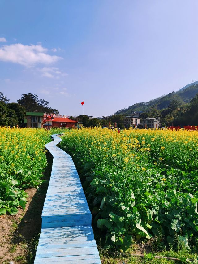 福州賞油菜花觀賞攻略