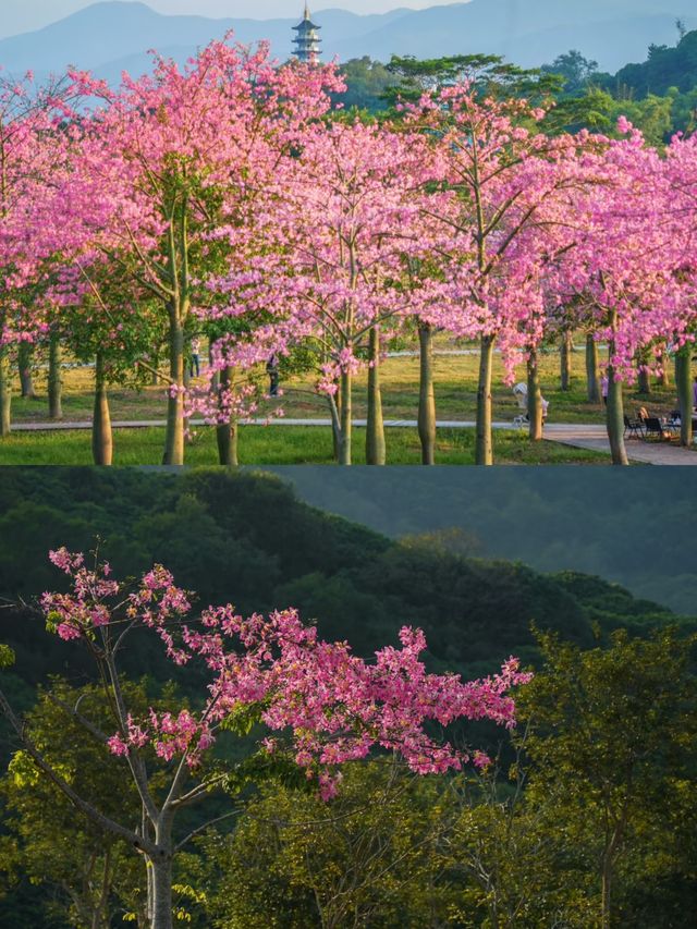 live的意義｜這個公園太美 公主請出遊