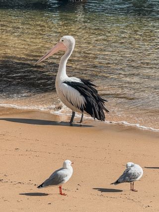 Must-Visit in Sydney | Watson Bay Travel Guide