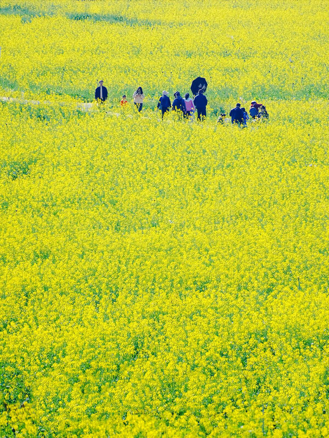————深圳市光明歡樂田園的油菜花海之美