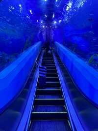 廣州海洋館親子遊全攻略