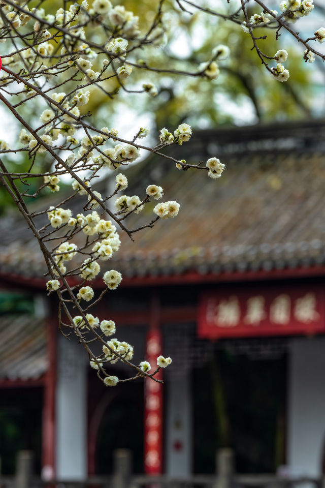 成都｜地鐵直達！文化公園超級超級上鏡的綠梅